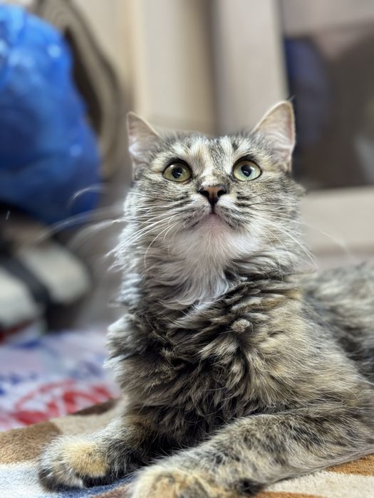Дом для кошечки героини