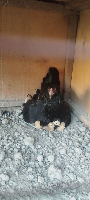 Yaponcha jòjalar sotiladi