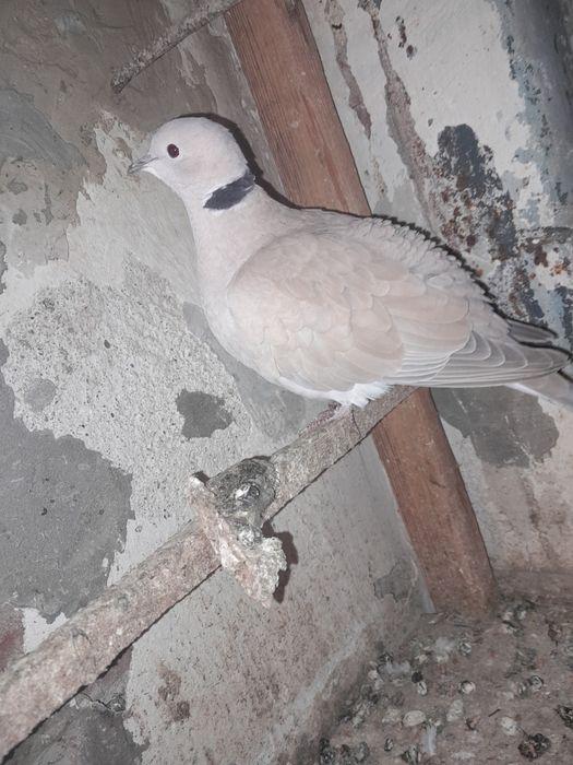 Продавам гугутка/скумрук