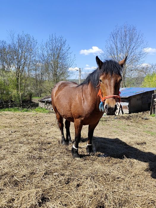 Vând iapă de 2 ani