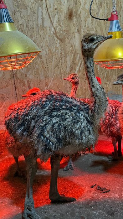 Pui de struț o lună, linie genetică bună.