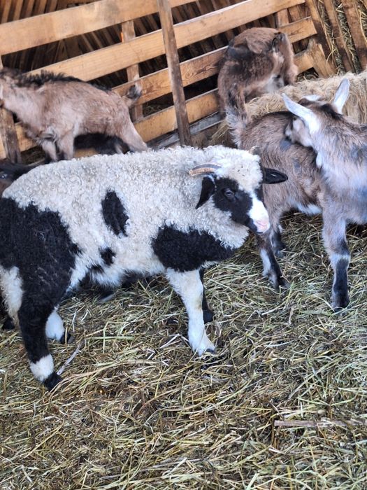 Berbecuț brez de vânzare