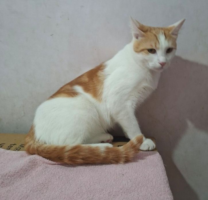 Пристраивается котик кастрированный