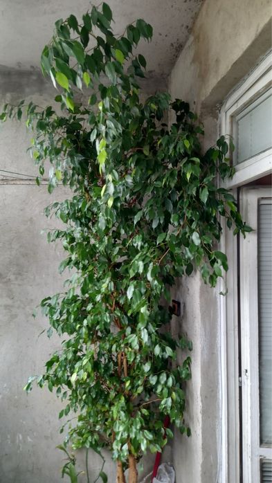 Фикус “ Бенджамин”