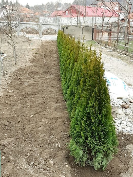 Pon pon, spirala, tuia, brazi, copaci ornamentali