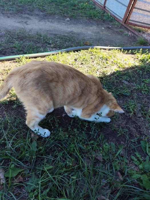 Отдам котика молодого