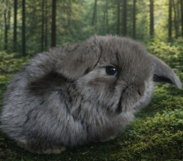 Karlik quyonchalar sotiladi