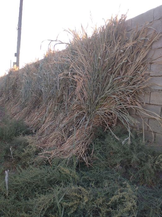 богли макка сотилади