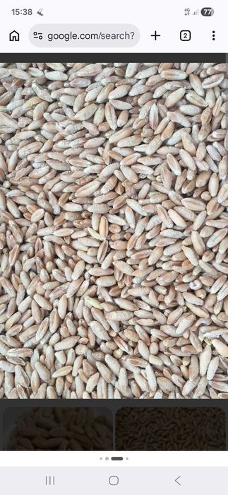 Vand Triticale productie 2025