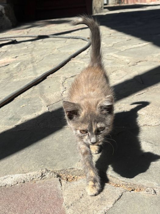 Отдам котенка в добрые руки < 3