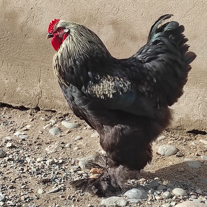 Майские молодые петухи