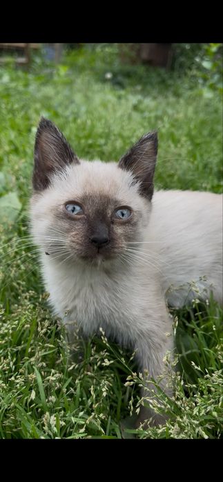 котята | кошки | 3 месяца