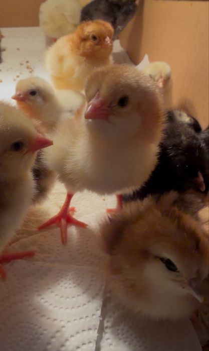 Цыплята недельные домашние