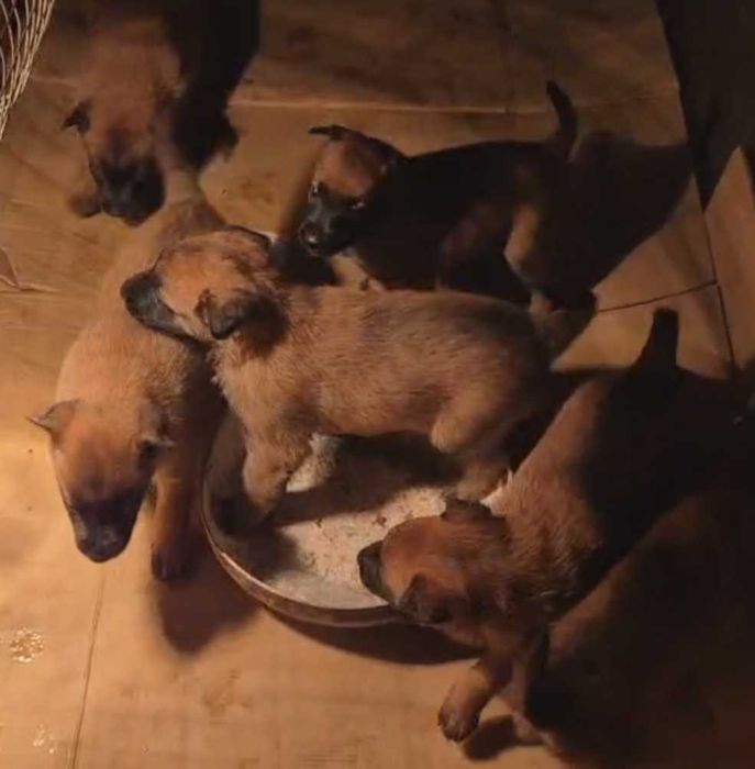 Белгийски Овчарка Малиноа - мъжки и женски, 1ва ваксина