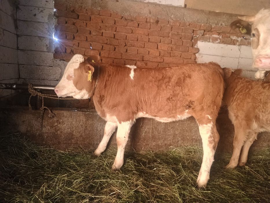 Doua vitele una limuzina una baltata