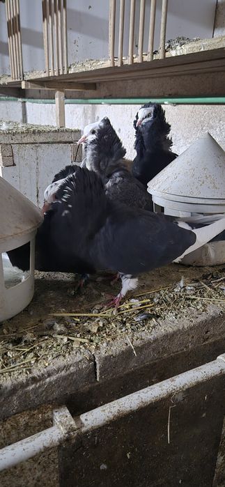 Se vinde porumbei capucini