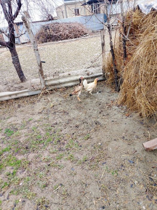 Kulangi mokiyon manzil kogon