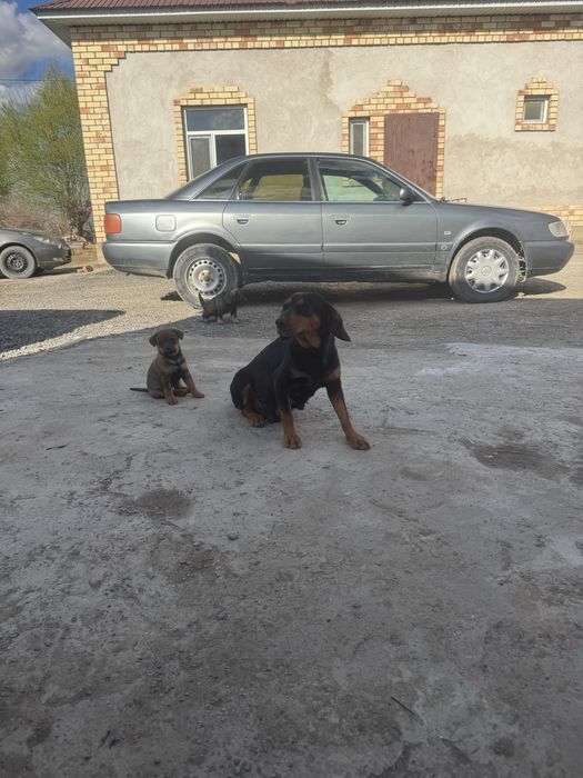 Собака канден.