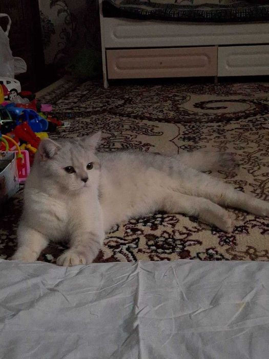 Вяска Британский шиншилла