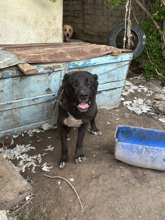 Алабай 3 жасар ..