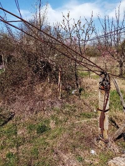 Ферми за оранжерия