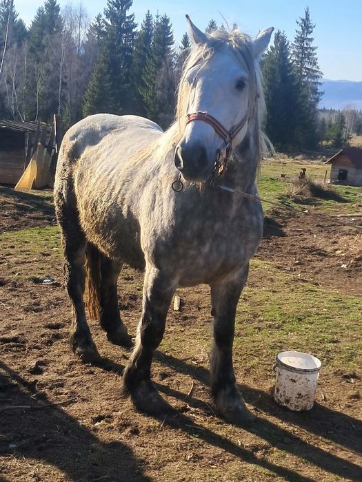 Iapa de5 ani de vanzare