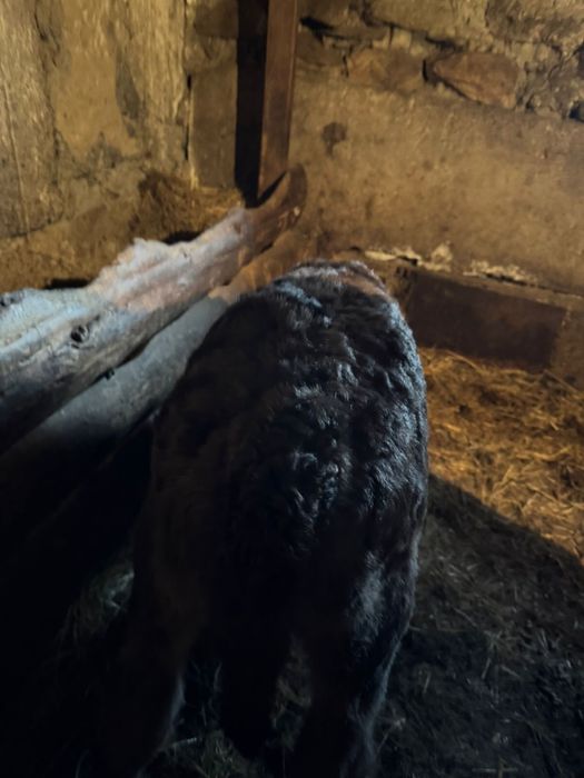 Телёнок недельный бычок