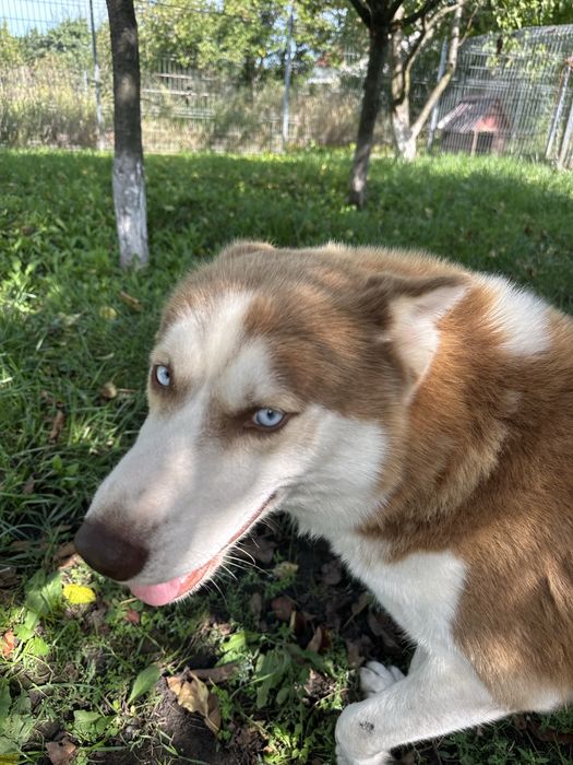 Adoptie husky pereche