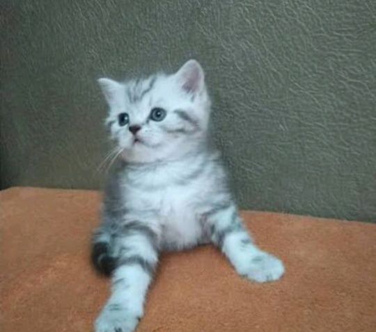 Девочка скоттиш страйт шотланка
