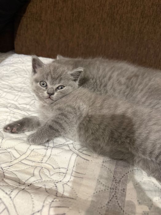 Британски котенца