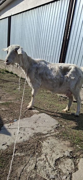 Заненский ешкі лағымен