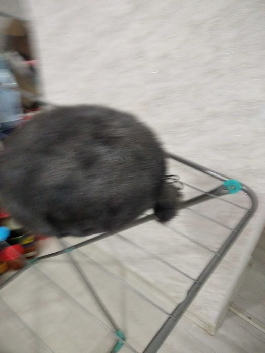 Шапка норка одевали пару раз