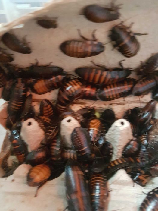 мадагаскарские шипящие тараканы