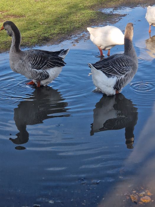 Vand 3 perechi de gâște