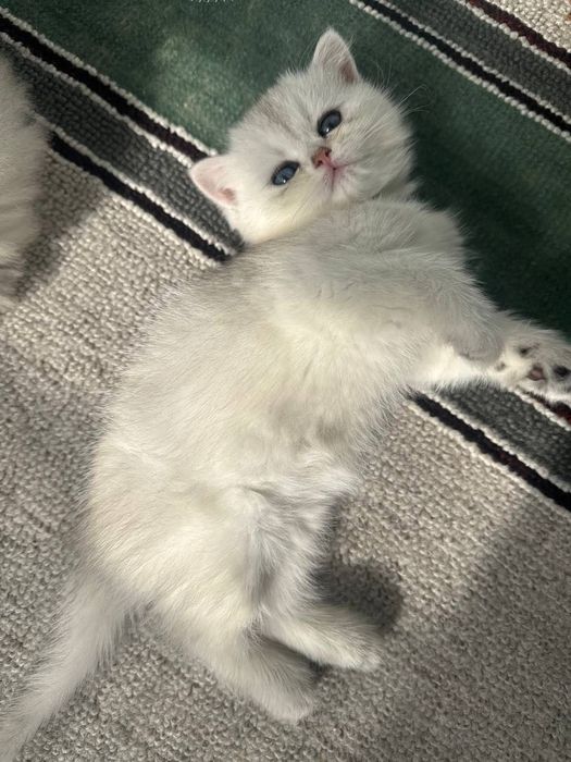 Mushuk sotiladi shinshila