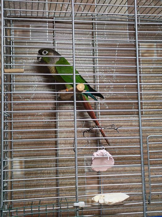 Vând pereche adulta papagali Pyrrhura Molinae