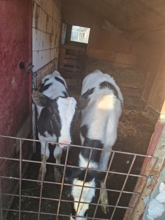 Vand vitea si tauras