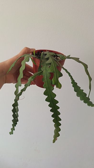 Эпифиллум 'fishbone cactus