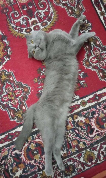 Кот Шотладской породы ищет подругу для вязки.