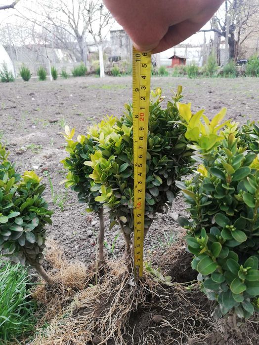 Чемшир за озеленяване