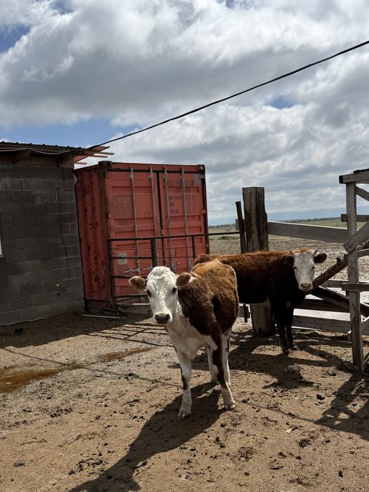 продам годовалых телок