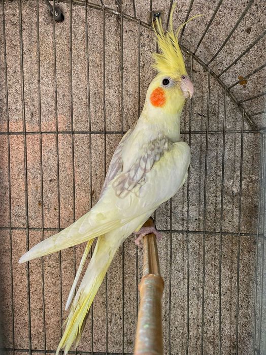 Папагали Корела