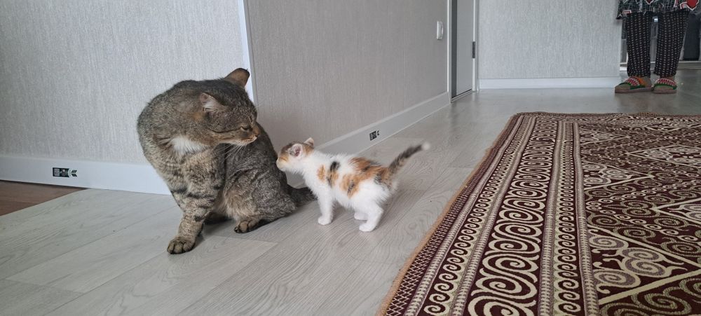 Отдадим в хорошие руки котенка
