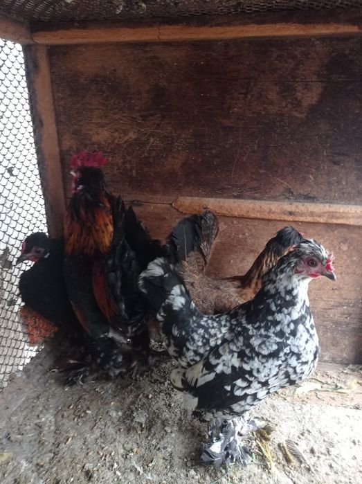 Японлар сотилади