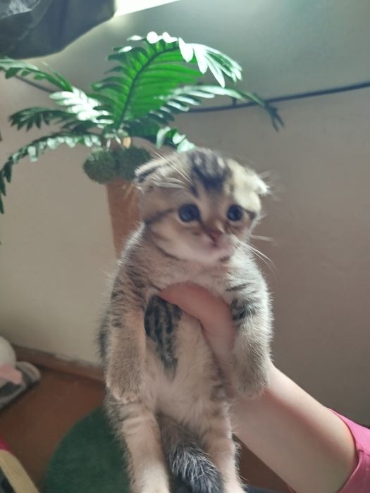 Продается котенок,скотиш фолд.