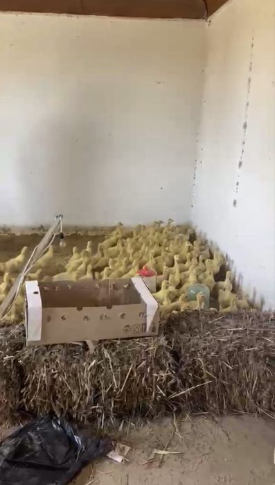 Қаз балапаны сатылады