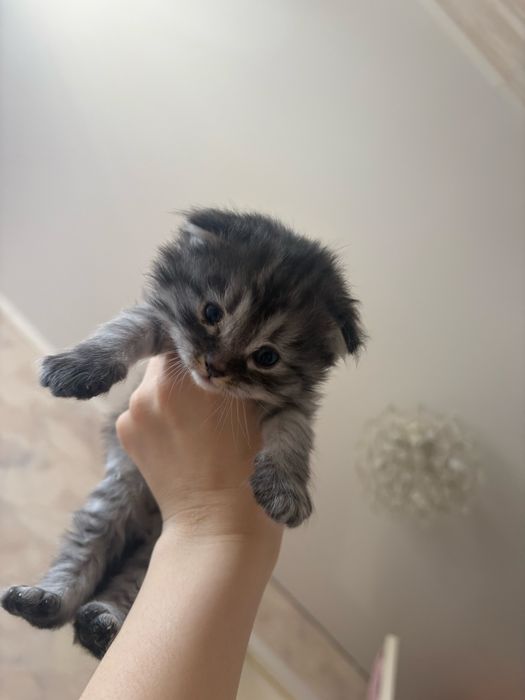 котята породистые