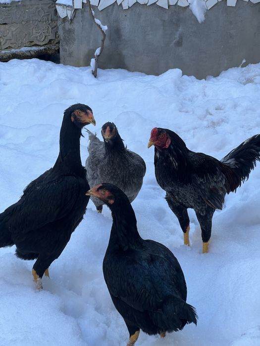 May oyini oxirida ochilgan jojalar