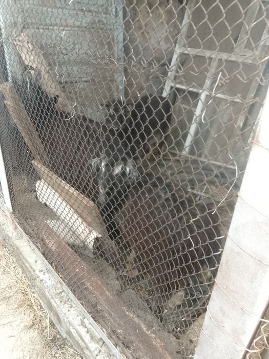 Продаются Козлята