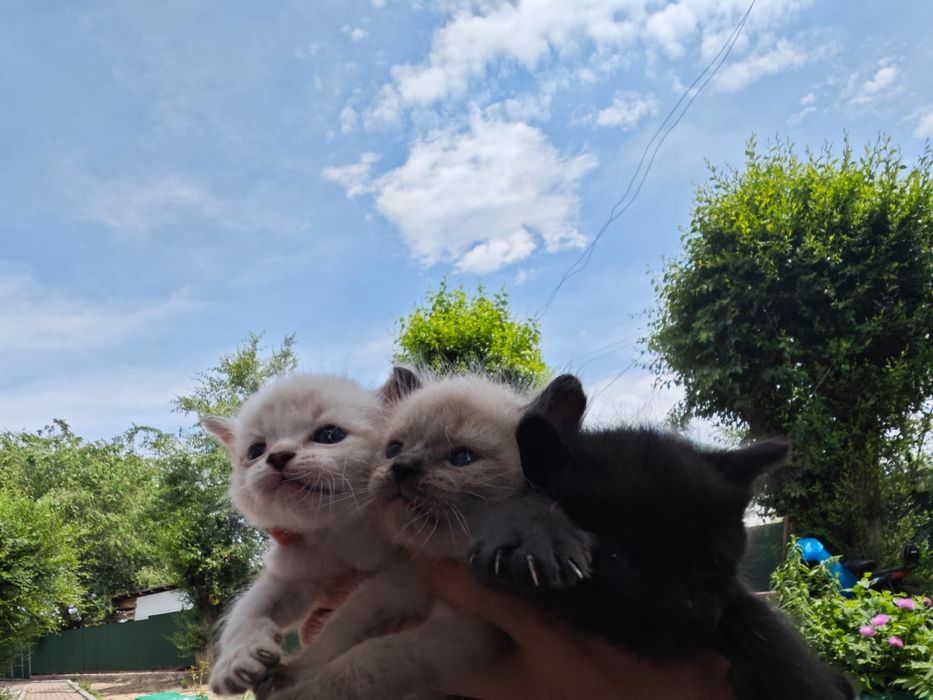Котята сиамская!